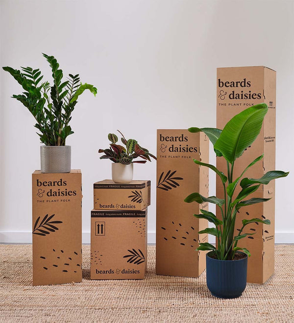 Dracaena Marginata & Pot