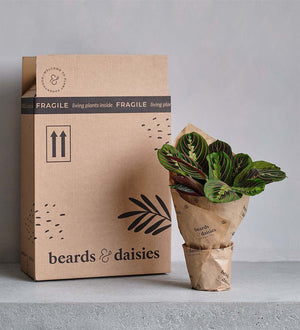 Boston Fern & Pot