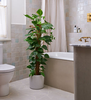 Devil's Ivy on Moss Pole & Pot