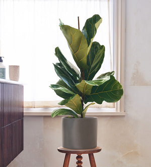 Fiddle-leaf Fig & Pot